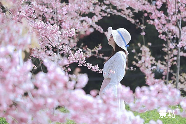 福壽山農場櫻花季，櫻花動人盛開。 （圖／3more_hi4）