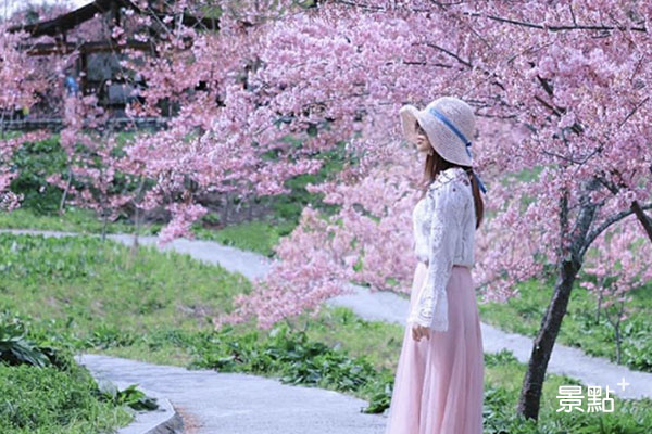 福壽山農場櫻花品種繁多，浪漫又夢幻的畫面令人陶醉。 （圖／3more_hi4）