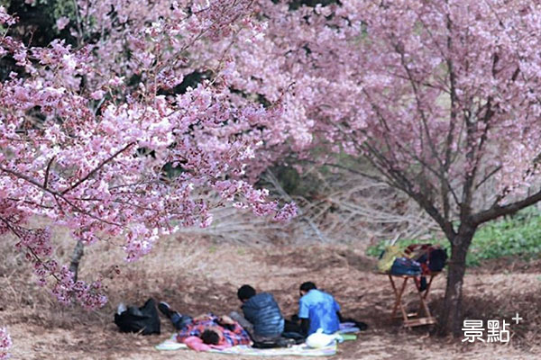 在櫻花樹下野餐整個浪漫滿分。 （圖／3more_hi4）