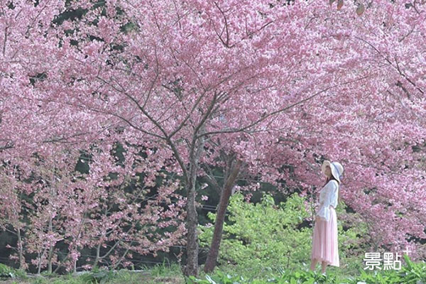 福壽山農場櫻花季，櫻花動人盛開。 （圖／3more_hi4）
