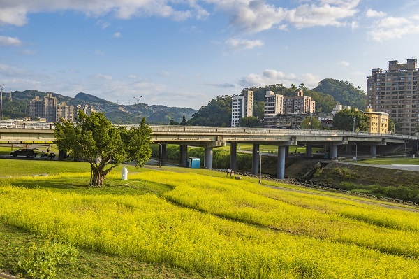 金黃油菜花田綻放。（圖／台北市政府，以下同）