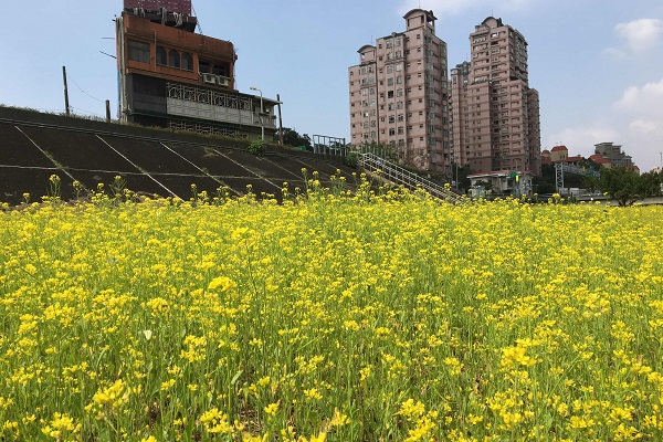 台北也可賞千坪金黃油菜花海。