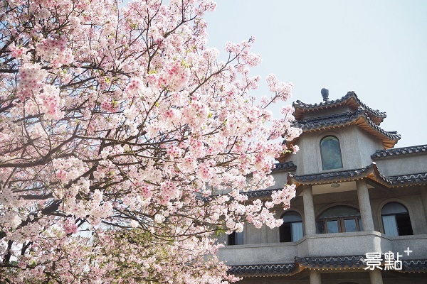 寺廟與櫻花相輝映，讓人有置身日本的錯覺。