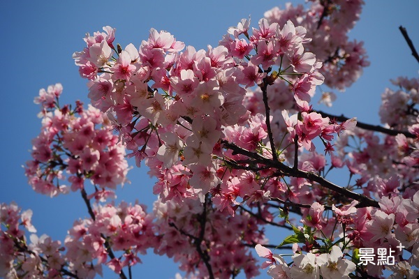 藍天搭配夢幻英花成為春日最美的景色。