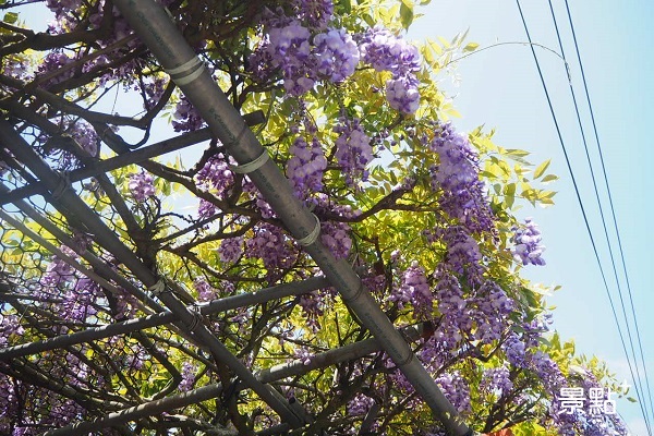 一朵朵宛如瀑布般的紫色花朵垂落，美景鮮豔動人。