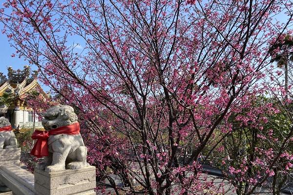 正殿外圍的櫻花，花團錦簇十分美麗。
