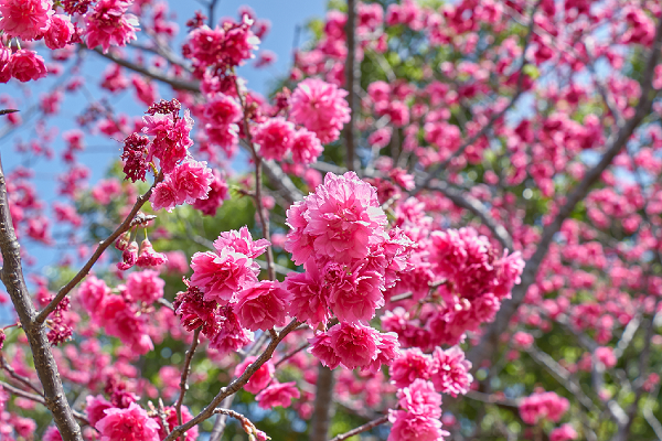 艷紅飽滿的櫻花十分美麗。