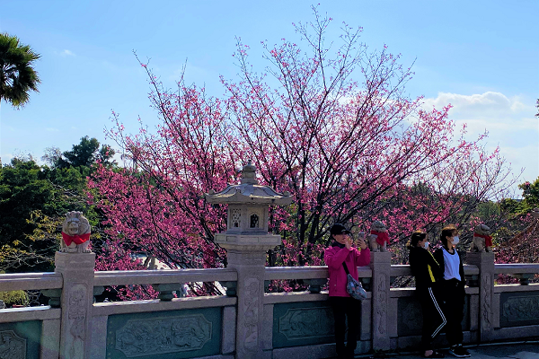 盛開的櫻花，吸引旅人們駐足留影紀念。