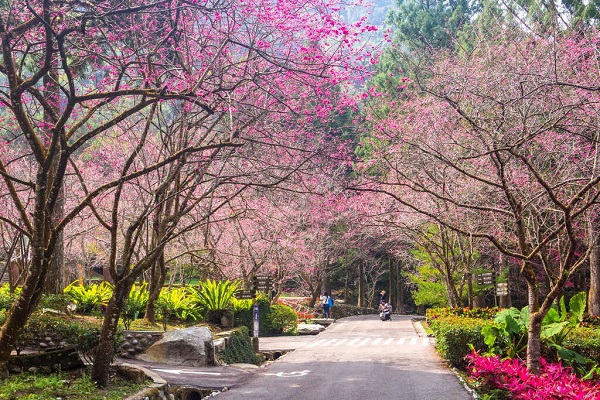 日月潭櫻花季，千株粉櫻盛開太夢幻。（圖／日月潭國家風景區）