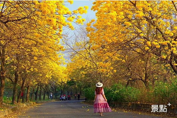 美麗的金黃風鈴木夾道盛開，站上去拍張美照，留下春日回憶。(圖／molly888666)