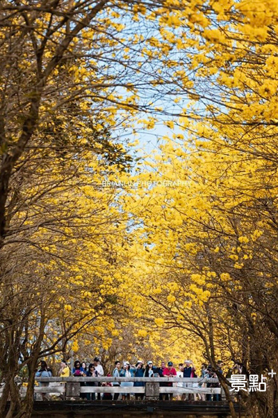 朴子溪風鈴木步道美景，風景著實不輸日韓櫻花盛開時的美。(圖／brianphoto1122)