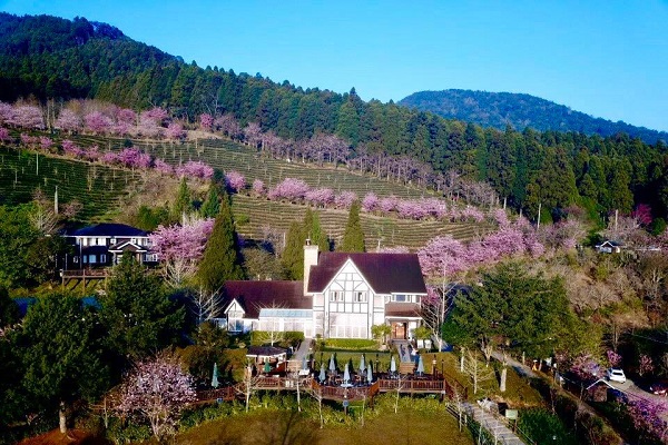 滿山櫻花海令人陶醉。（圖／山上人家森林農場，以下同）