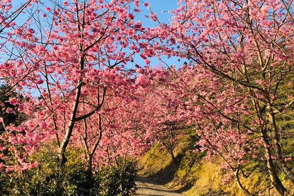 登山步道成絕美櫻花大道。