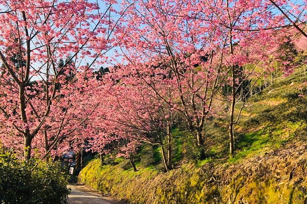 每年櫻花季都吸引許多旅人朝聖。