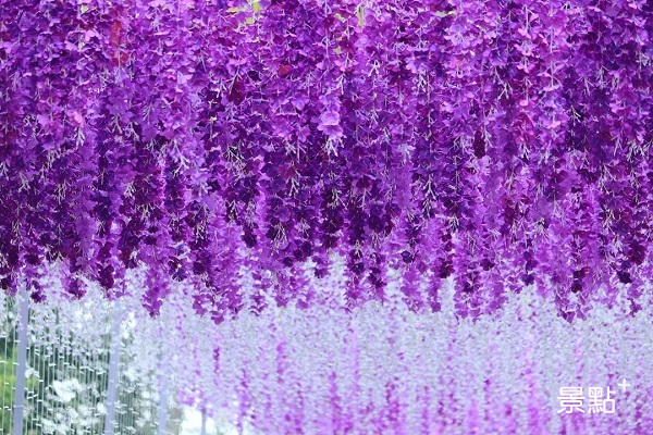 紫色花海如瀑布般傾瀉而下。