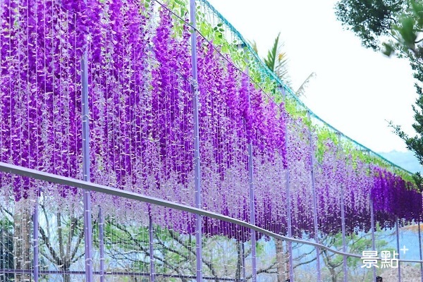 紫藤花隧道。