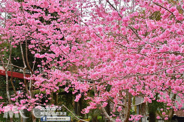 (圖／漫步在雲端的阿里山)