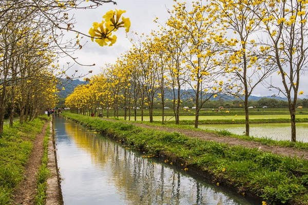 興泉圳正是賞黃花風鈴木的熱門景點。