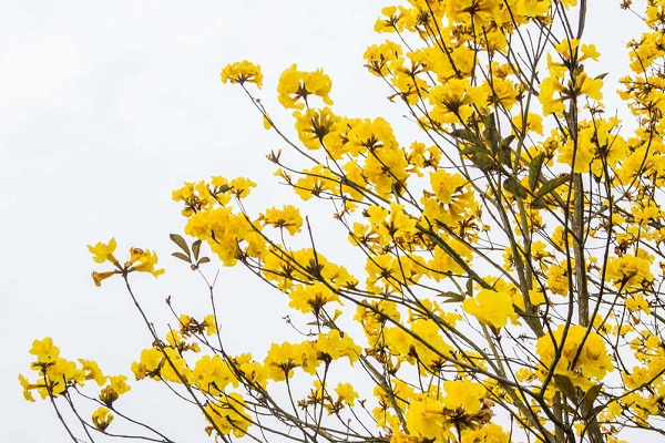 黃花風鈴木在每年春天3月盛開。