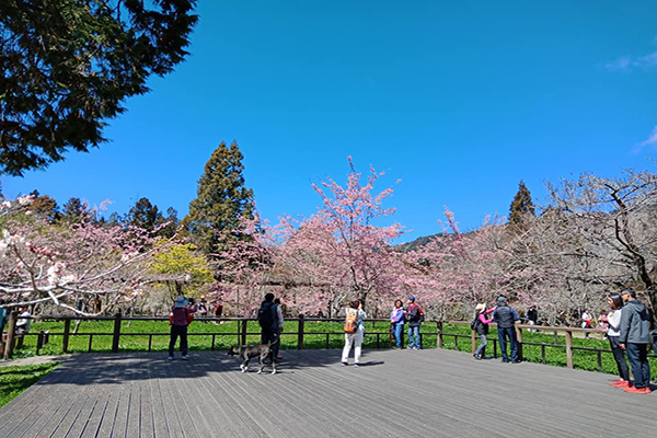 阿里山花季浪漫登場！六大賞櫻景點不能錯過