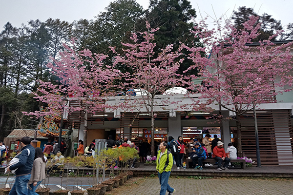 香林服務區櫻花盛開 (圖／嘉義林區管理處)