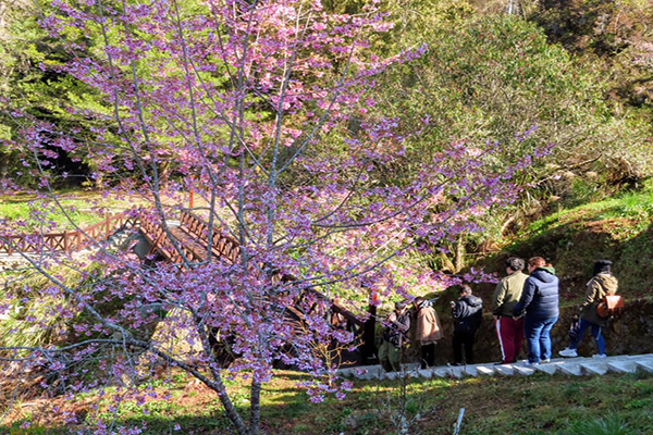 小橋與櫻花(阿里山詩路往姐妹潭) (圖／嘉義林區管理處)