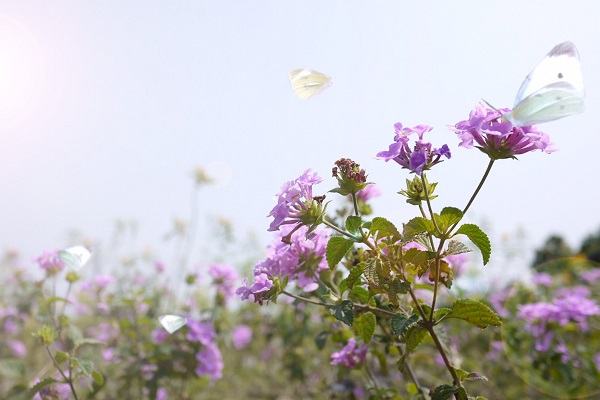 透過蝴蝶蜜源及食草植物種植，可欣賞蝴蝶翩翩起舞與花毯綻放的美麗。