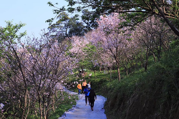 粉嫩櫻花與步道。
