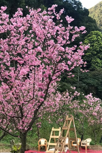 園區內共有2,500棵櫻花，吸引不少旅人前往。
