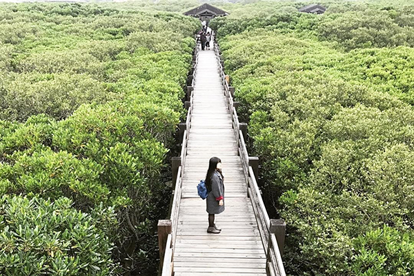 新竹紅樹林生態區，宛如綠色奇幻迷宮。 (圖／conypeng)