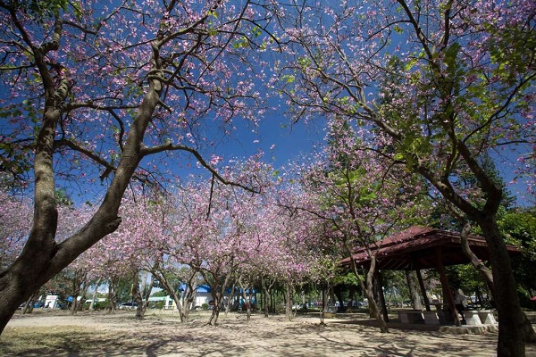 台南公園羊蹄甲。