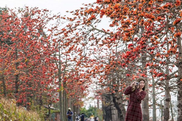 台灣詩路木棉花。