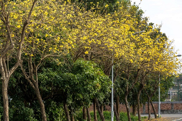 佳里運動公園黃花風鈴木。
