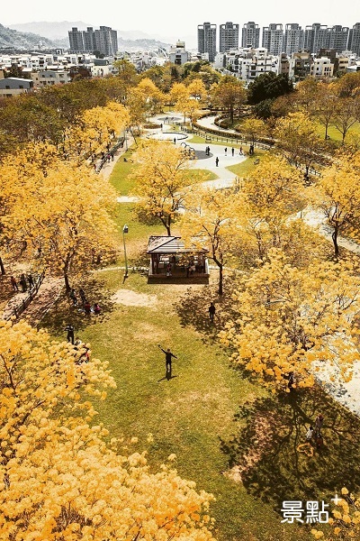 金黃色的黃花風鈴木為公園染上一抹黃色風暴。（圖／chun_vision）