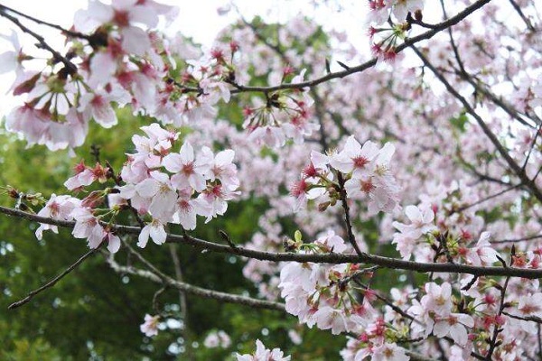 吉野櫻花盛開。（圖／台北市政府，下同）