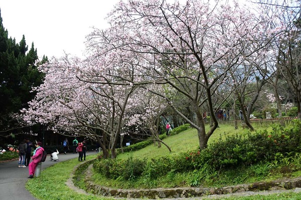 吉野櫻花街景。