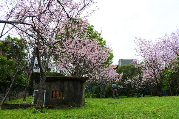 吉野櫻花遠景。