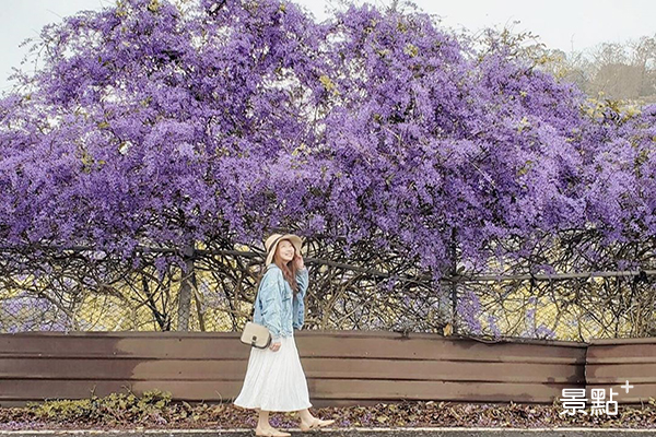 夢幻花瀑媲美紫藤  全台唯一錫葉藤花海大道