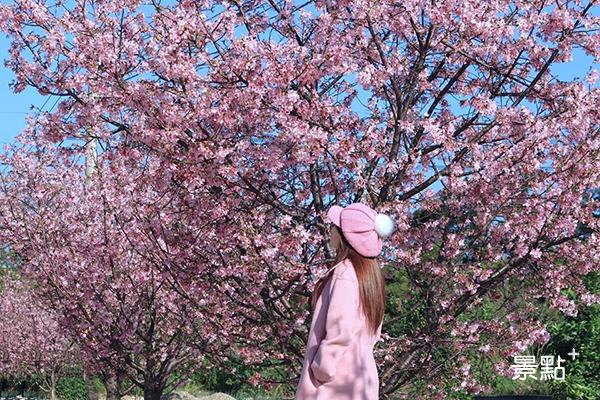 聖德路櫻花巷種植了兩排粉色的富士櫻