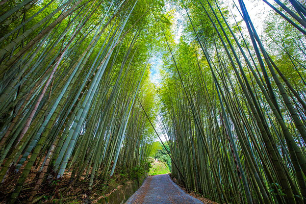 綠色隧道為一竹杉林環狀步道，全程約2公里 (圖／阿里山國家風景區)