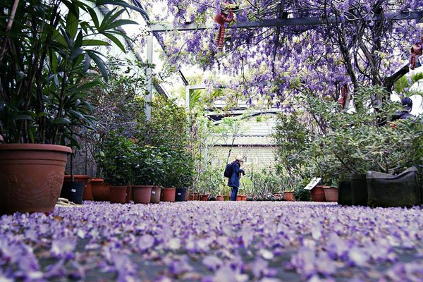每年3至4月份紫藤花季，台北花卉村總洋溢著藍紫色的浪漫氛圍 (圖／台北花卉村)