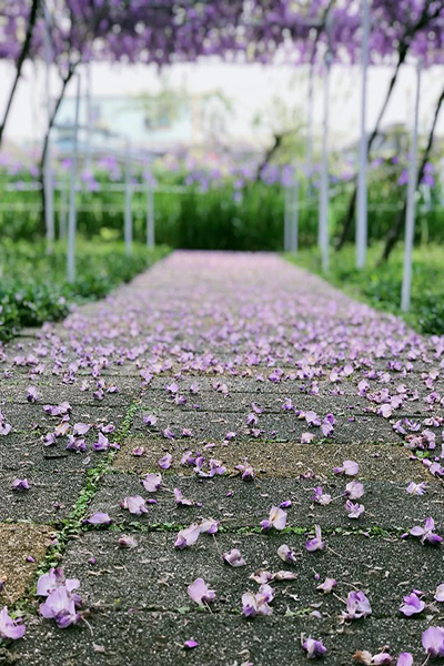廊道內紫藤花的紫色花朵如雨般落下，形成另類花毯 (圖／紫藤咖啡園)