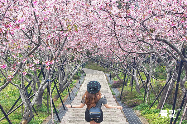 浪漫長階櫻花隧道！河津櫻粉色花海唯美綻放