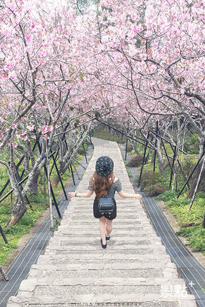 333階梯的好漢坡種植粉色河津櫻 (圖／bb211019)