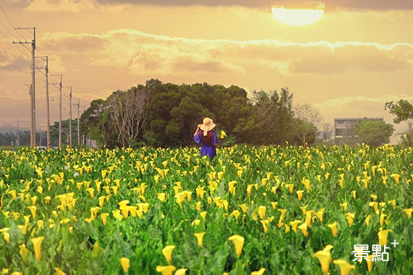 浪漫金黃海芋花田！免跑陽明山免費賞