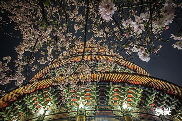 燈光打在櫻花與古樸廟宇上，為其增添另一種氛圍的美。 (圖／jerry1217922)