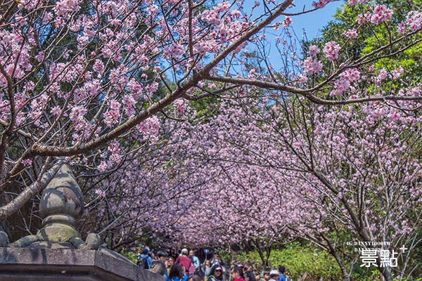 寺廟櫻花海美景+1  粉色滿天浪漫隧道