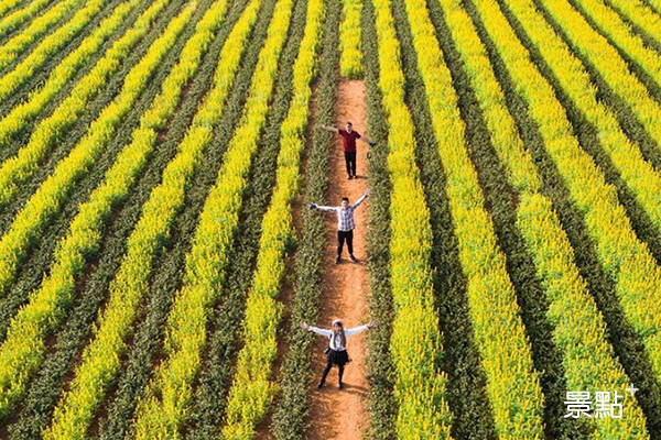 苗栗八甲魯冰花。