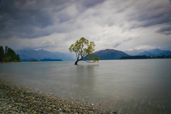 世界最寂寞的樹！紐西蘭夢幻名景成絕響