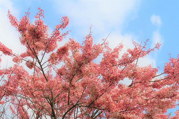 從樹木銀行經阿里山國家風景區管理處到龍隱寺，都可以看到花旗木盛開的花況。 (圖／觸口自然教育中心)